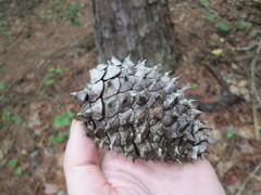 Pinus pungens