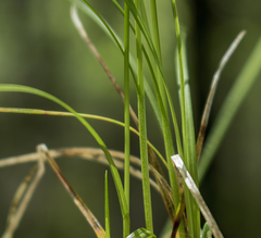 Carex trisperma