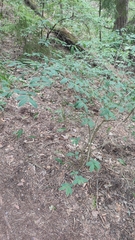 Lonicera nigra