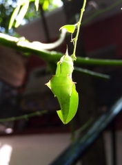 Itaballia demophile centralis