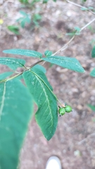 Lonicera nigra