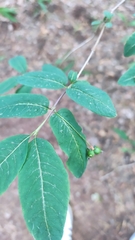 Lonicera nigra