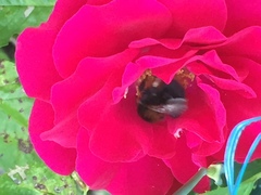 Bombus hypnorum