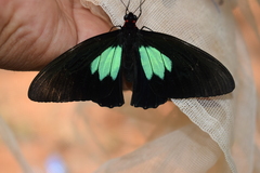 Parides sesostris