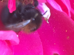 Bombus hypnorum