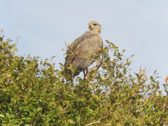 Buteogallus coronatus