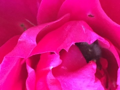 Bombus hypnorum