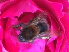 Bombus hypnorum