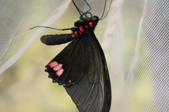 Parides sesostris