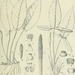 Anubias hastifolia - Photo Internet Archive Book Images, sin restricciones conocidas de derechos (dominio público)
