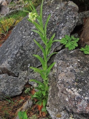 Turritis glabra