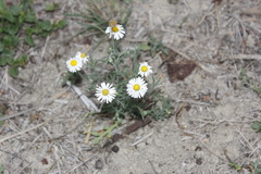 Erigeron versicolor