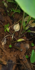 Ariopsis macrosperma