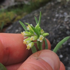 Turritis glabra