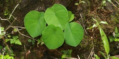 Ariopsis macrosperma