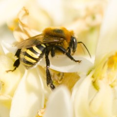 Melipona favosa
