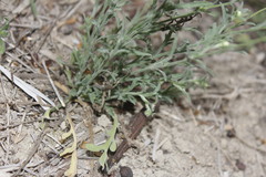 Erigeron versicolor