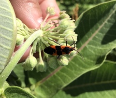 Oncopeltus fasciatus
