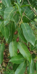 Terminalia chebula