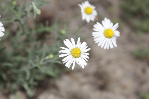 changing fleabane (Erigeron versicolor)