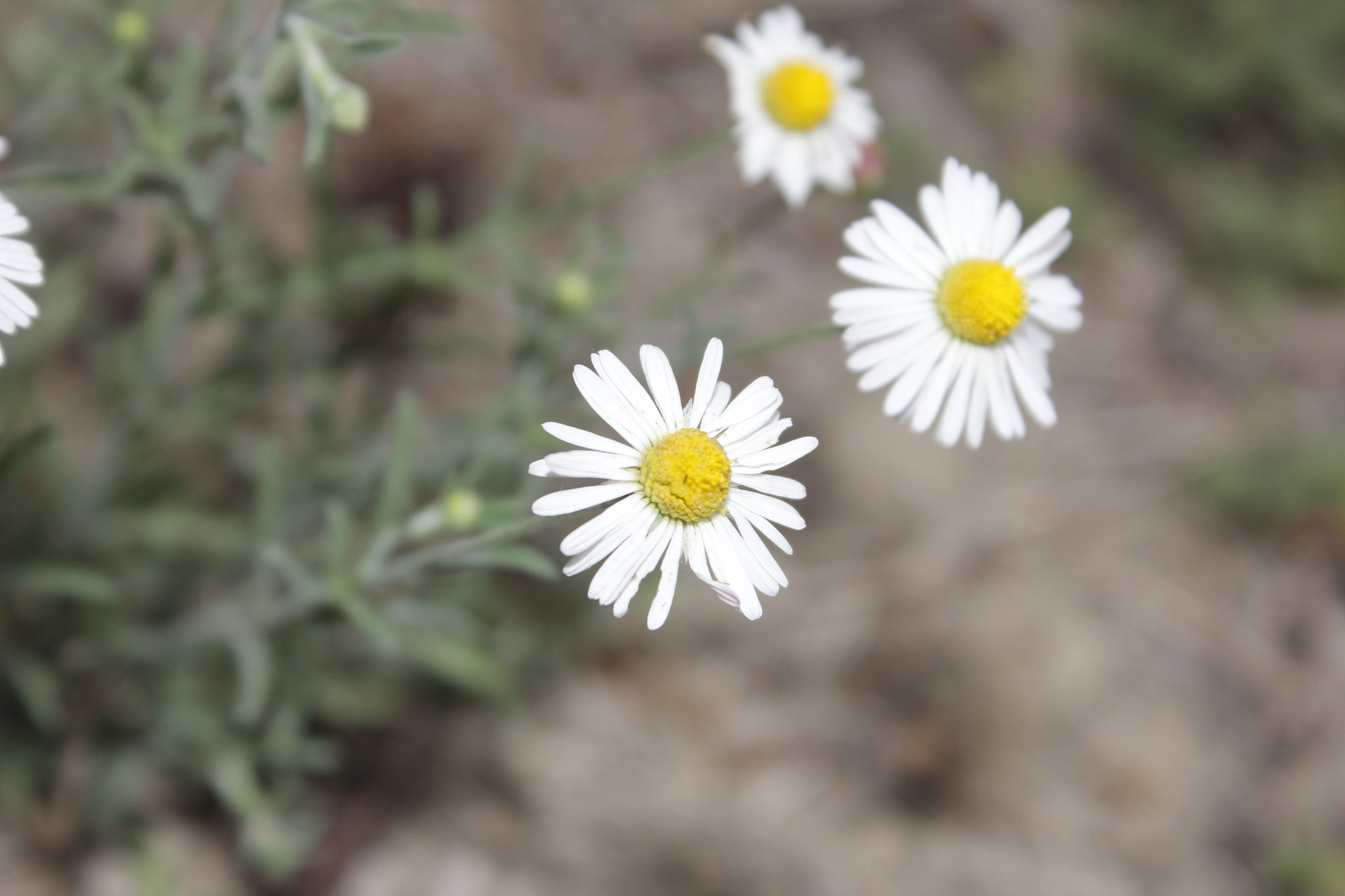 Erigeron versicolor