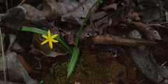 Hypoxis aurea