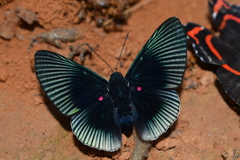 Lyropteryx apollonia
