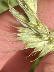 Triticum aestivum