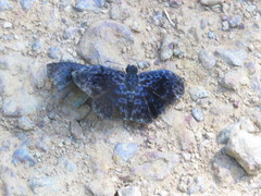 Cycloglypha thrasibulus thrasibulus