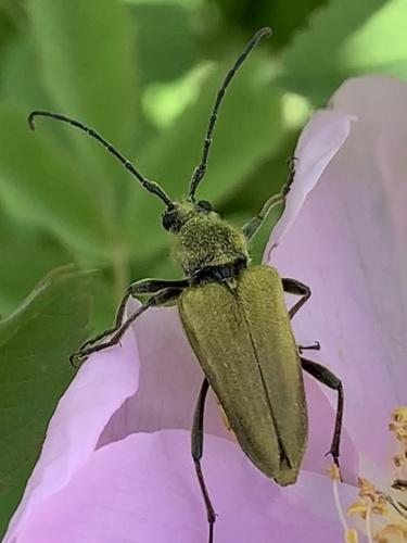 Yellow Velvet Beetle