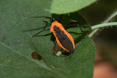 Laminiceps