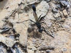 Eremnophila