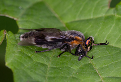 Chrysops cincticornis