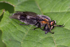 Chrysops cincticornis