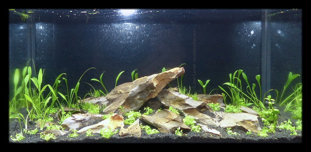 Cryptocoryne naine (Cryptocoryne parva)