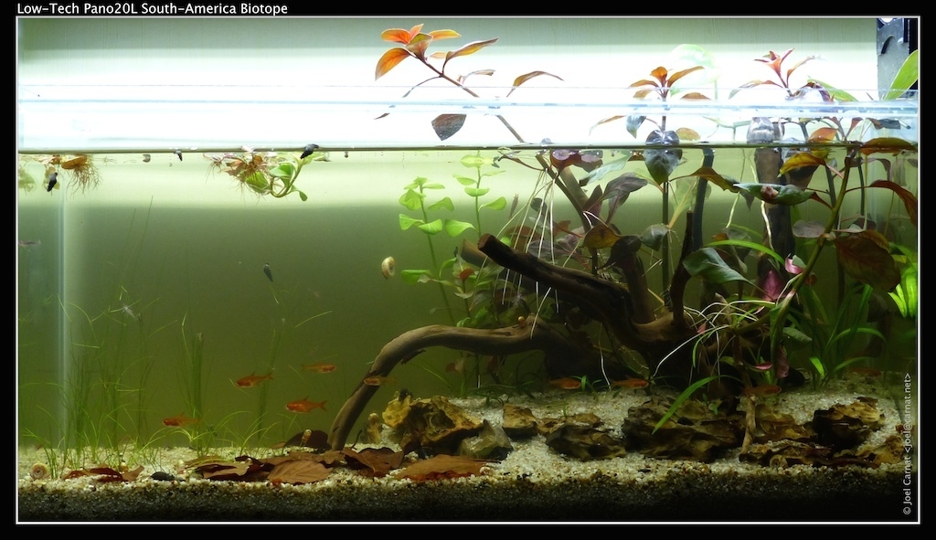 Cryptocoryne naine (Cryptocoryne parva)