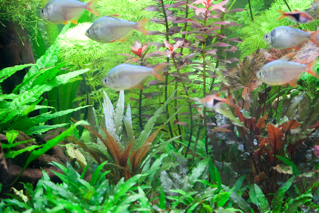 Cryptocoryne d'Axelrod (Cryptocoryne undulata Wendt (syn. Cryptocoryne axelrodii Rataj, nom. illeg.))
