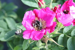 Bombus impatiens
