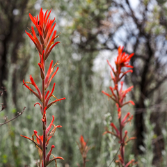 Castilleja subinclusa