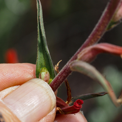 Castilleja subinclusa