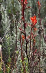 Castilleja subinclusa