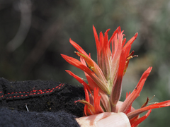 Castilleja subinclusa