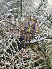 Synalpheus stimpsonii