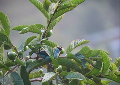 Tangara labradorides