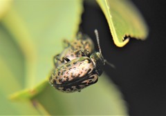 Calligrapha multipustulata