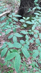 Lonicera nigra