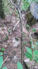 Lonicera nigra