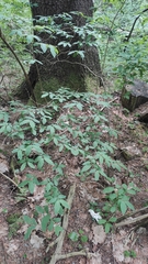 Lonicera nigra