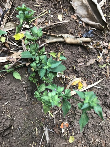 Dicliptera chinensis observed 2020-06-14