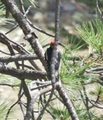 Sphyrapicus ruber daggetti